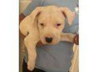 Dogo Argentino Puppy for sale in Paducah, KY, USA