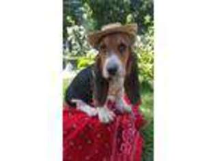 Basset Hound Puppy for sale in Russiaville, IN, USA