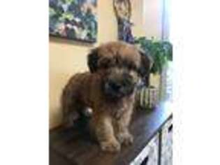 Soft Coated Wheaten Terrier Puppy for sale in Montoursville, PA, USA