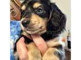 Dachshund Puppy for sale in Griffin, GA, USA