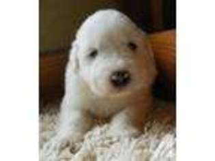 Great Pyrenees Puppy for sale in FULSHEAR, TX, USA