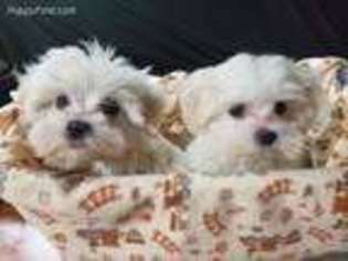 Maltese Puppy for sale in Rhinelander, WI, USA