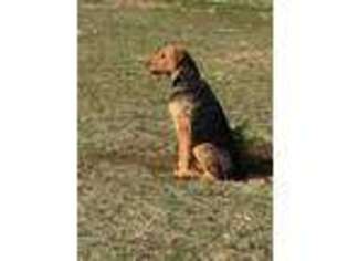 Airedale Terrier Puppy for sale in Naches, WA, USA