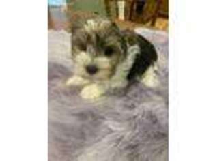 Yorkshire Terrier Puppy for sale in Donalds, SC, USA