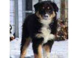 Australian Shepherd Puppy for sale in Mount Sterling, OH, USA