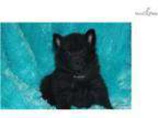 Schipperke Puppy for sale in Springfield, MO, USA