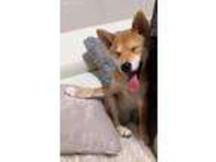 Shiba Inu Puppy for sale in Meriden, CT, USA