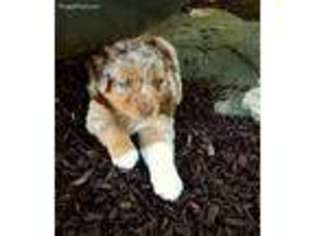 Australian Shepherd Puppy for sale in Clyde, OH, USA