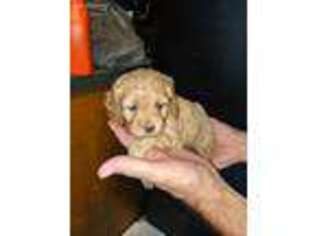 Cock-A-Poo Puppy for sale in Dowagiac, MI, USA