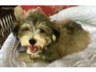 Havanese Puppy for sale in Canyon Lake, TX, USA