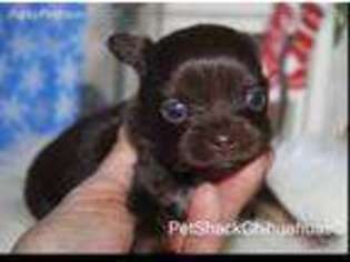 Chihuahua Puppy for sale in Winnsboro, SC, USA