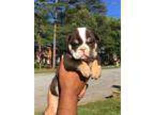 Bulldog Puppy for sale in Decatur, GA, USA