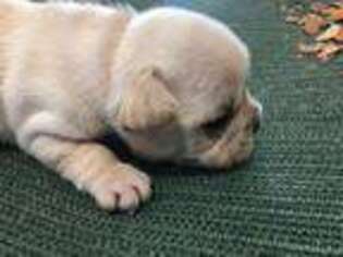 French Bulldog Puppy for sale in Mooreville, MS, USA