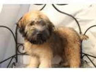 Soft Coated Wheaten Terrier Puppy for sale in Havana, AR, USA