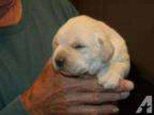 Labrador Retriever Puppy for sale in JACKSON, MO, USA