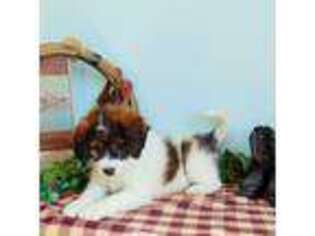 Saint Berdoodle Puppy for sale in Goshen, IN, USA