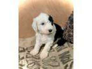 Mutt Puppy for sale in Akron, IN, USA