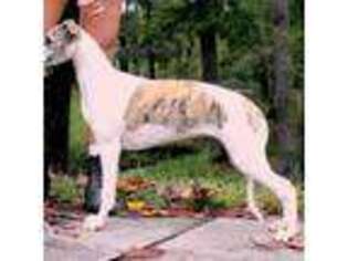 Whippet Puppy for sale in Gainesville, GA, USA