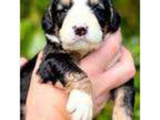 Bernese Mountain Dog Puppy for sale in Fayetteville, GA, USA