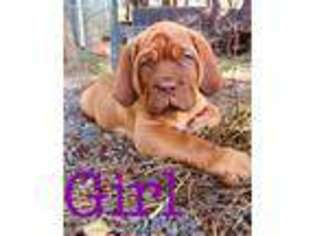 American Bull Dogue De Bordeaux Puppy for sale in Laytonville, CA, USA