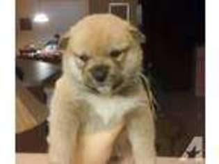 Shiba Inu Puppy for sale in RIVERVIEW, FL, USA