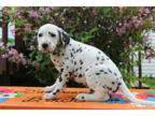 Dalmatian Puppy for sale in Pine City, MN, USA