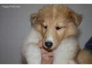 Collie Puppy for sale in Turney, MO, USA