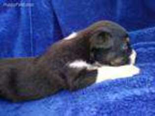 Australian Shepherd Puppy for sale in Milton, PA, USA