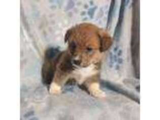 Pembroke Welsh Corgi Puppy for sale in Woodland, WA, USA