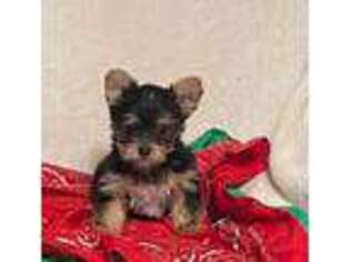Yorkshire Terrier Puppy for sale in Morehead, KY, USA