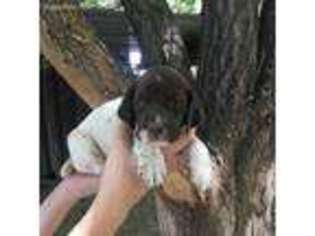 German Shorthaired Pointer Puppy for sale in Montrose, CO, USA