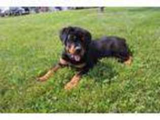 Rottweiler Puppy for sale in Apple Creek, OH, USA