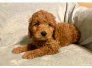 Goldendoodle Puppy for sale in Muncie, IN, USA
