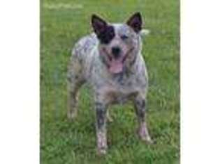 Australian Cattle Dog Puppy for sale in Rockwell, NC, USA