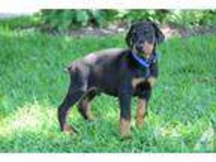 Doberman Pinscher Puppy for sale in CORINTH, MS, USA