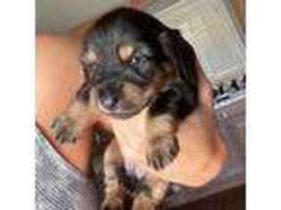 Dachshund Puppy for sale in Albany, GA, USA