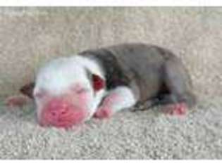 American Bulldog Puppy for sale in Lee, FL, USA