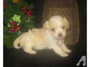 Havanese Puppy for sale in WENTWORTH, MO, USA