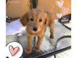 Goldendoodle Puppy for sale in Greenville, MI, USA