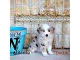 Miniature Australian Shepherd Puppy for sale in Midway, TX, USA