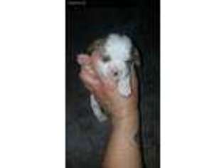 Cavalier King Charles Spaniel Puppy for sale in Alamogordo, NM, USA