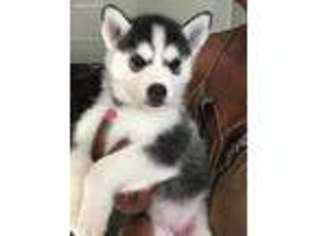 Siberian Husky Puppy for sale in Stafford, VA, USA