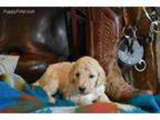 Goldendoodle Puppy for sale in Beaver, UT, USA