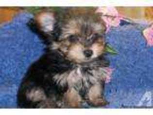 Yorkshire Terrier Puppy for sale in LUCASVILLE, OH, USA