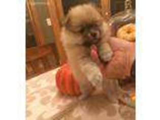 Pomeranian Puppy for sale in Sullivan, WI, USA