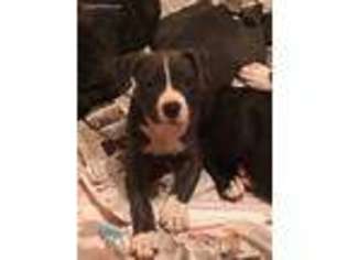 American Staffordshire Terrier Puppy for sale in Lockport, IL, USA