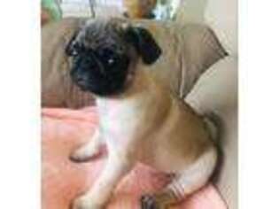 Pug Puppy for sale in Gastonia, NC, USA