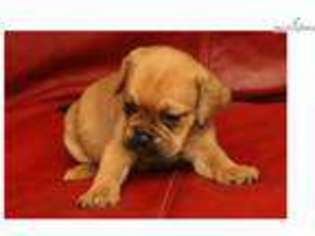 Puggle Puppy for sale in Louisville, KY, USA