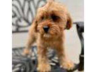 Cavapoo Puppy for sale in Dallas, TX, USA