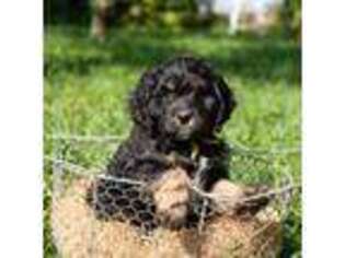 Cavapoo Puppy for sale in Twin Falls, ID, USA